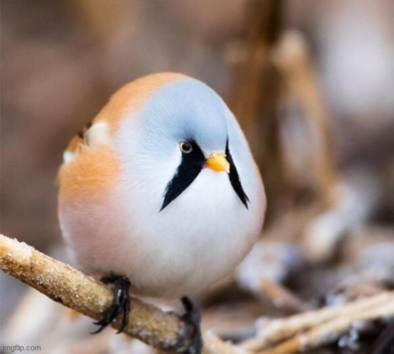 Borb | image tagged in borb | made w/ Imgflip meme maker