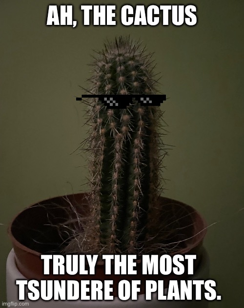 This is mine btw, it isn’t off google | AH, THE CACTUS; TRULY THE MOST TSUNDERE OF PLANTS. | made w/ Imgflip meme maker