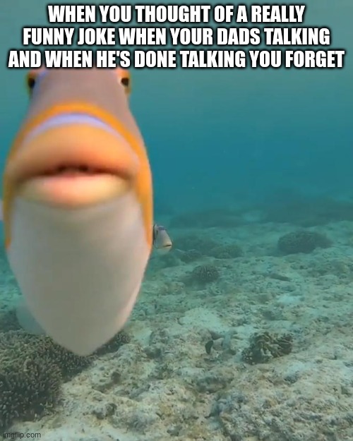 Relatable. | WHEN YOU THOUGHT OF A REALLY FUNNY JOKE WHEN YOUR DADS TALKING AND WHEN HE'S DONE TALKING YOU FORGET | image tagged in staring fish | made w/ Imgflip meme maker