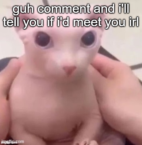 bingus | guh comment and i'll tell you if i'd meet you irl | image tagged in bingus | made w/ Imgflip meme maker