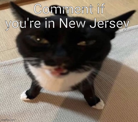 Cat of anger | Comment if you're in New Jersey | image tagged in cat of anger | made w/ Imgflip meme maker