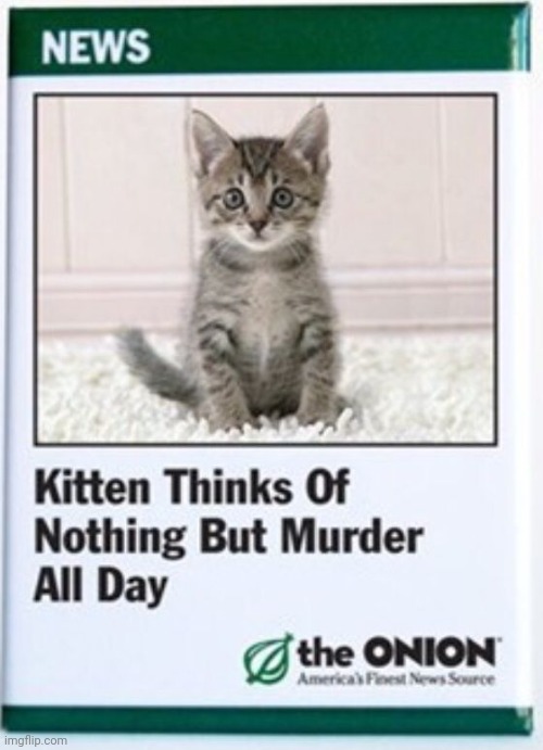 Kitten thinks of nothing but murder all day | image tagged in kitten thinks of nothing but murder all day | made w/ Imgflip meme maker