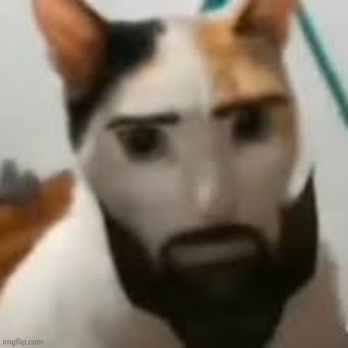 sigma cat | image tagged in sigma cat | made w/ Imgflip meme maker