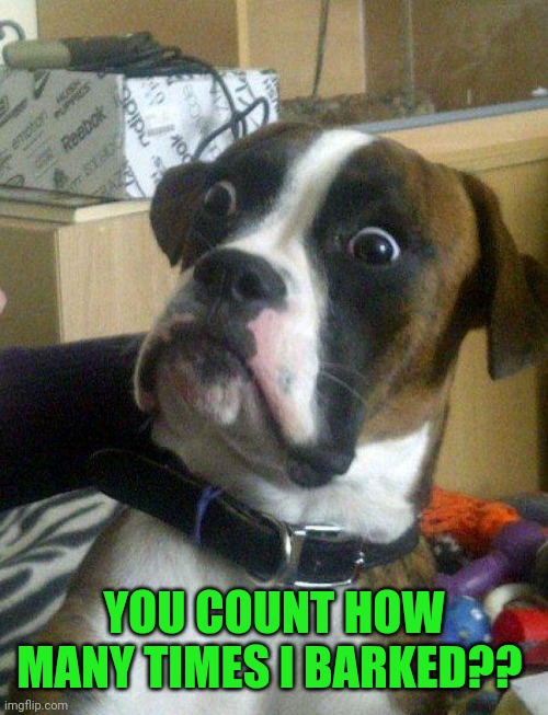 Blankie the Shocked Dog | YOU COUNT HOW MANY TIMES I BARKED?? | image tagged in blankie the shocked dog | made w/ Imgflip meme maker