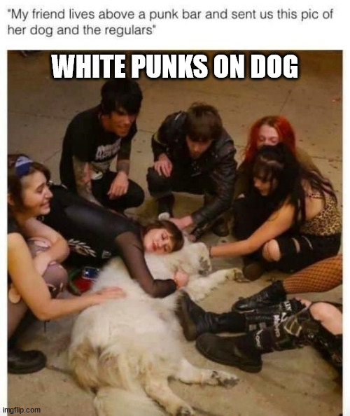 White Punks on Dog! | WHITE PUNKS ON DOG | image tagged in bad pun dog,dog,dad joke dog,dog memes,dogs pets funny | made w/ Imgflip meme maker