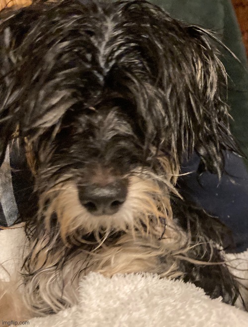 Dumbass dog took a bath | image tagged in dumbass dog took a bath | made w/ Imgflip meme maker
