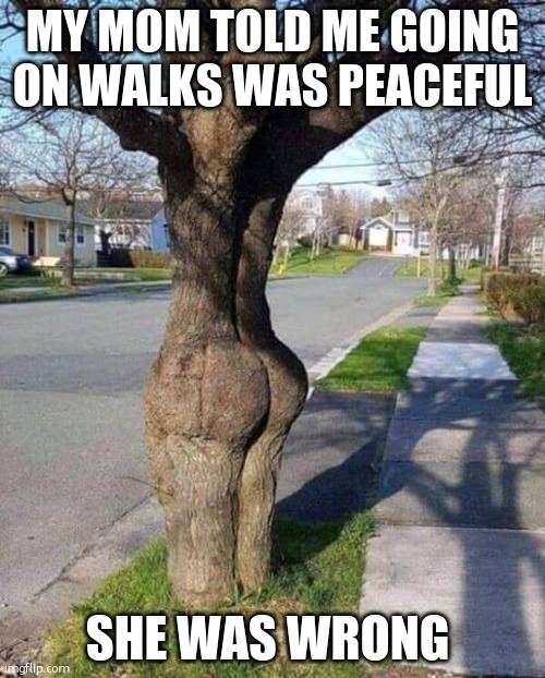 Booty Tree | MY MOM TOLD ME GOING ON WALKS WAS PEACEFUL; SHE WAS WRONG | image tagged in booty tree | made w/ Imgflip meme maker