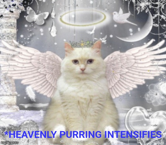 Cat Angel | *HEAVENLY PURRING INTENSIFIES | image tagged in cat angel | made w/ Imgflip meme maker