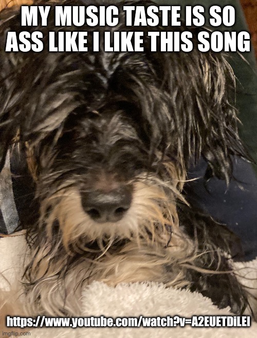 Dumbass dog took a bath | MY MUSIC TASTE IS SO ASS LIKE I LIKE THIS SONG; https://www.youtube.com/watch?v=A2EUETDiLEI | image tagged in dumbass dog took a bath | made w/ Imgflip meme maker