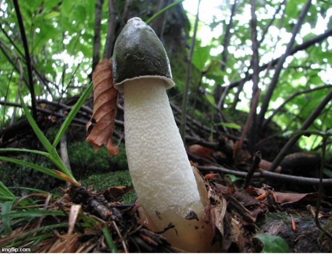 bro fungi are so weird like why is this one shaped like a pingas | image tagged in phallus impudicus | made w/ Imgflip meme maker
