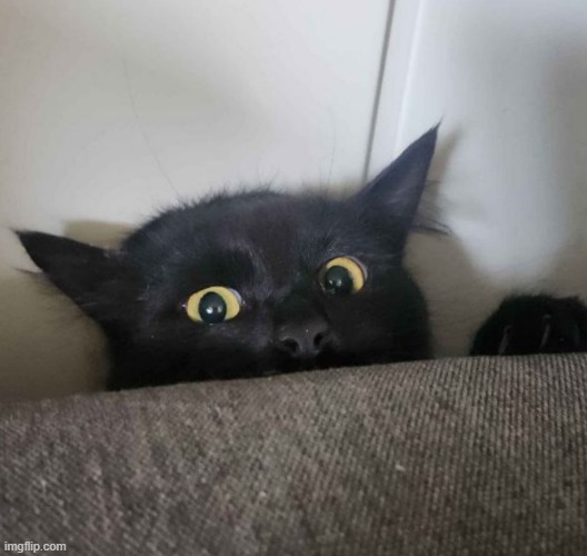 didsomeonesaycatnip | image tagged in cat | made w/ Imgflip meme maker