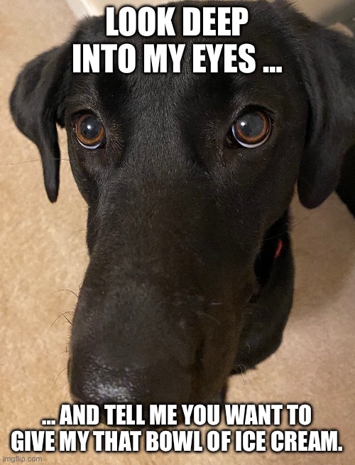 Canine hypnosis | LOOK DEEP INTO MY EYES …; … AND TELL ME YOU WANT TO GIVE MY THAT BOWL OF ICE CREAM. | image tagged in black lab,begging,too cute,no resistance | made w/ Imgflip meme maker