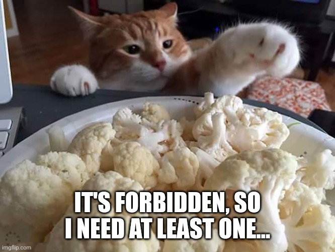 Cat stealing food | IT'S FORBIDDEN, SO I NEED AT LEAST ONE... | image tagged in cat stealing food | made w/ Imgflip meme maker