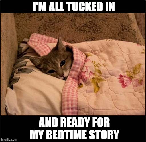 There You Are ... | I'M ALL TUCKED IN; AND READY FOR
MY BEDTIME STORY | image tagged in cats,bedtime,story | made w/ Imgflip meme maker