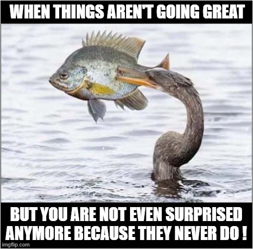 Of Course ... | WHEN THINGS AREN'T GOING GREAT; BUT YOU ARE NOT EVEN SURPRISED ANYMORE BECAUSE THEY NEVER DO ! | image tagged in depressed,fish,heron,no surprise,dark humour | made w/ Imgflip meme maker