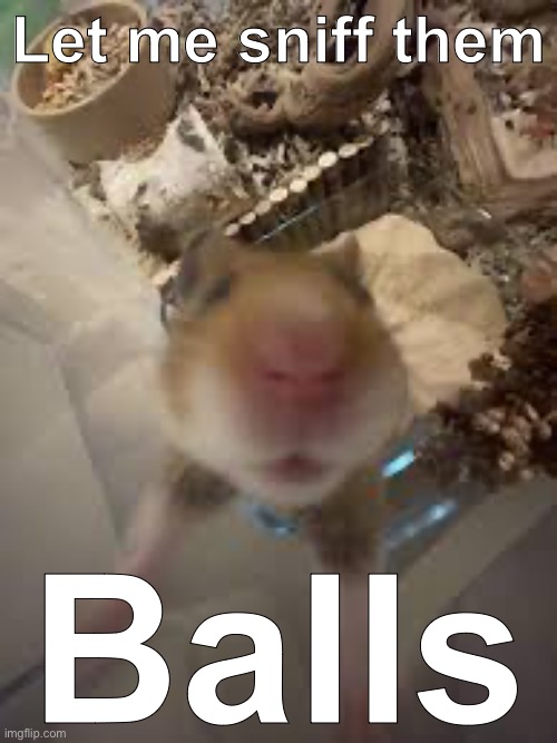 Let me sniff them; Balls | made w/ Imgflip meme maker