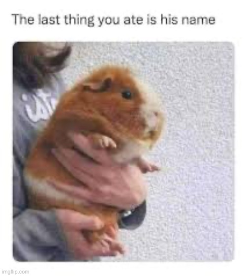 Guinea pigs | made w/ Imgflip meme maker