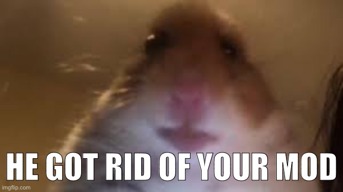 facetime hamster | HE GOT RID OF YOUR MOD | image tagged in facetime hamster | made w/ Imgflip meme maker