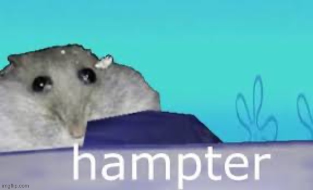 hampter | made w/ Imgflip meme maker