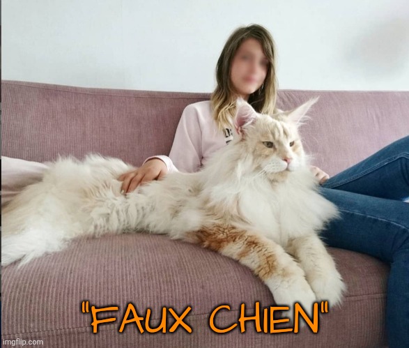 The French Poodle That Sheds | "FAUX CHIEN" | image tagged in cats,bad joke | made w/ Imgflip meme maker