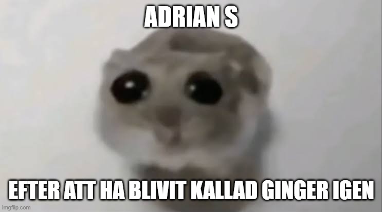 Sad Hamster | ADRIAN S; EFTER ATT HA BLIVIT KALLAD GINGER IGEN | image tagged in sad hamster | made w/ Imgflip meme maker