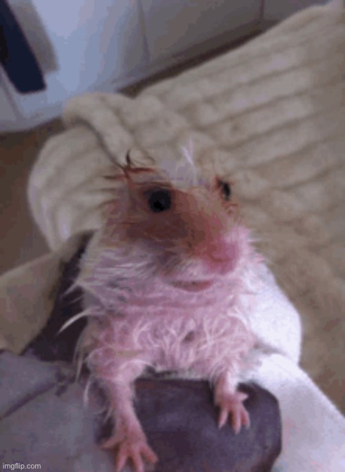 Wet ah hampter | made w/ Imgflip meme maker