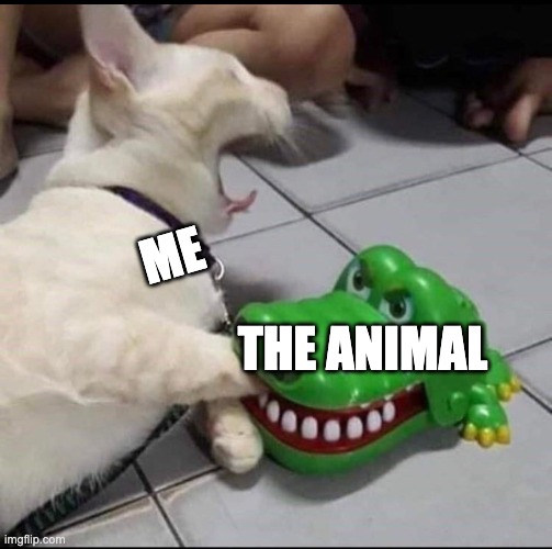 ME THE ANIMAL | image tagged in cat bitten by toy alligator | made w/ Imgflip meme maker