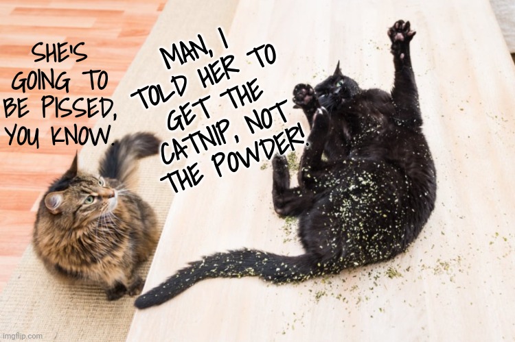 SHE'S GOING TO BE PISSED, YOU KNOW. MAN, I TOLD HER TO GET THE CATNIP, NOT THE POWDER! | made w/ Imgflip meme maker