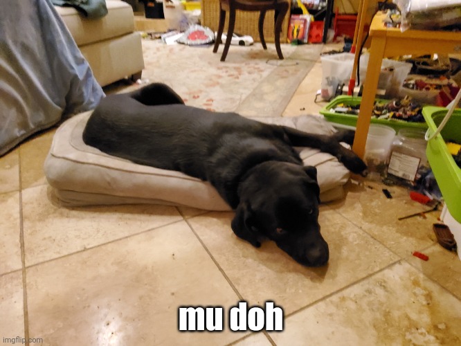 Dog reveal | mu doh | made w/ Imgflip meme maker
