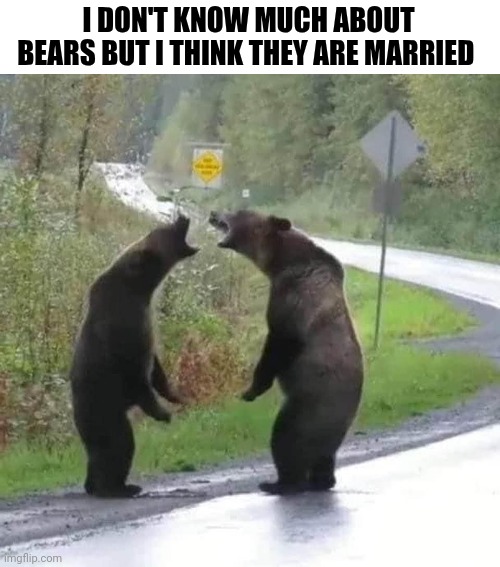 I Don't Know Much About Bears But I Think They Are Married | I DON'T KNOW MUCH ABOUT BEARS BUT I THINK THEY ARE MARRIED | image tagged in chris joines | made w/ Imgflip meme maker