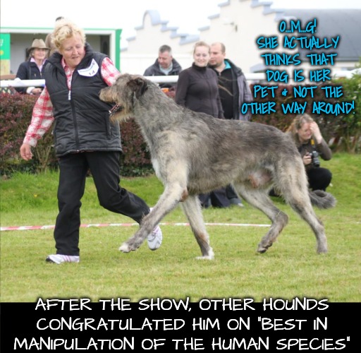 Dog is Larger Than Breeder | O...M...G! SHE ACTUALLY THINKS THAT DOG IS HER PET & NOT THE OTHER WAY AROUND! AFTER THE SHOW, OTHER HOUNDS CONGRATULATED HIM ON "BEST IN MANIPULATION OF THE HUMAN SPECIES" | image tagged in dogs | made w/ Imgflip meme maker