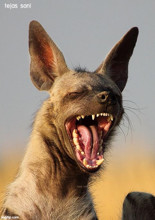 laughing hyena | image tagged in laughing hyena | made w/ Imgflip meme maker