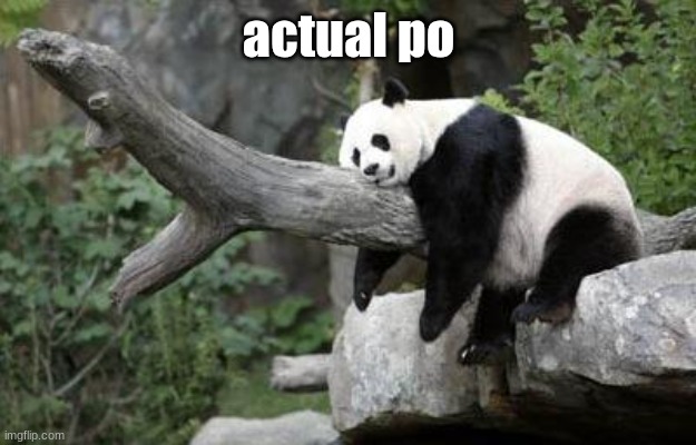 lazy panda | actual po | image tagged in lazy panda | made w/ Imgflip meme maker