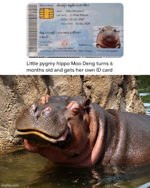 Hippo | image tagged in hippo happy,hippo | made w/ Imgflip meme maker