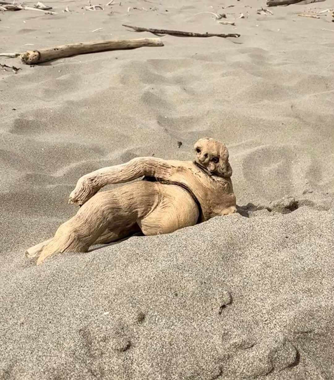 Driftwood sloth Blank Meme Template