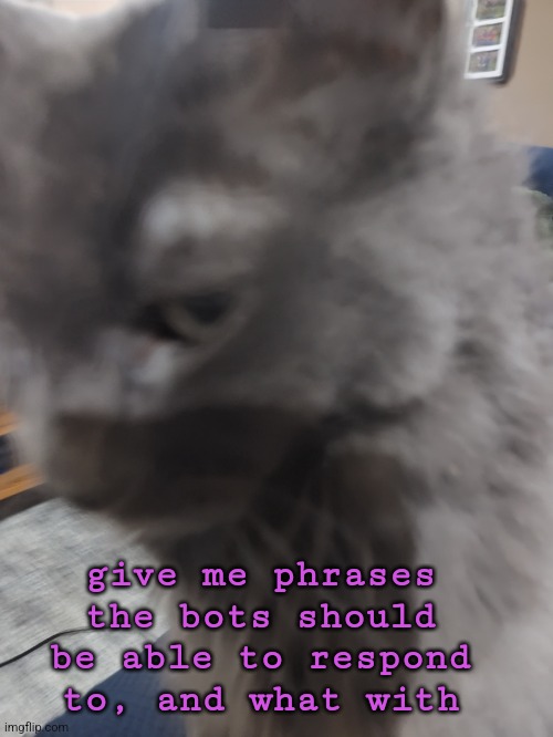 32's Cat | give me phrases the bots should be able to respond to, and what with | image tagged in 32's cat | made w/ Imgflip meme maker