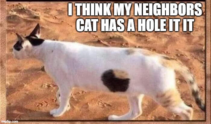 memes by Brad - I think my neighbors cat has a hole in it - humor - | I THINK MY NEIGHBORS CAT HAS A HOLE IT IT | image tagged in cats,funny,kitten,humor,optical illusion | made w/ Imgflip meme maker