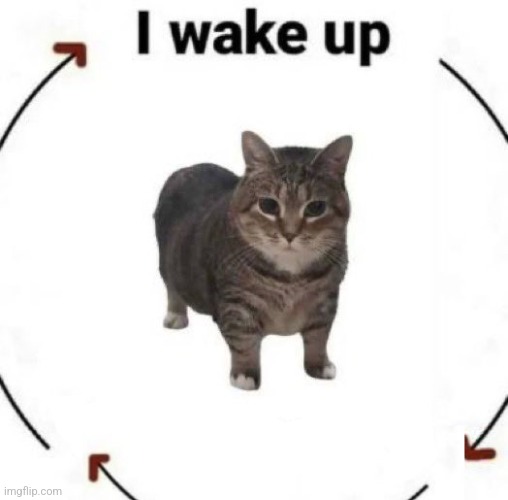 i wake up cat | image tagged in i wake up cat | made w/ Imgflip meme maker