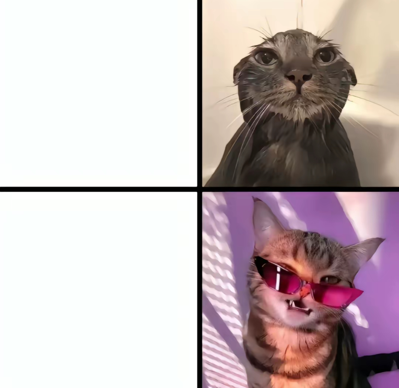 Cat vs cool cat Blank Meme Template