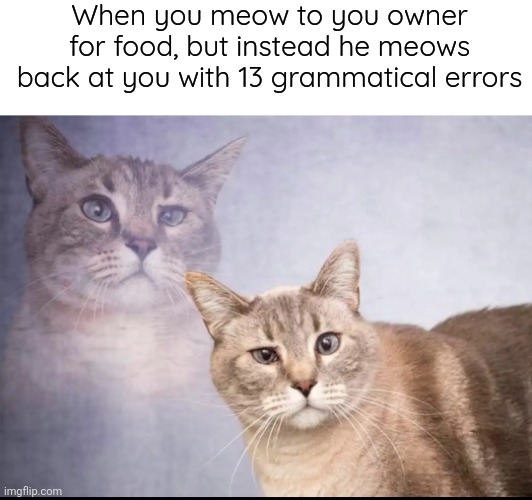 Gimme my food | When you meow to you owner for food, but instead he meows back at you with 13 grammatical errors | image tagged in cat pondering | made w/ Imgflip meme maker