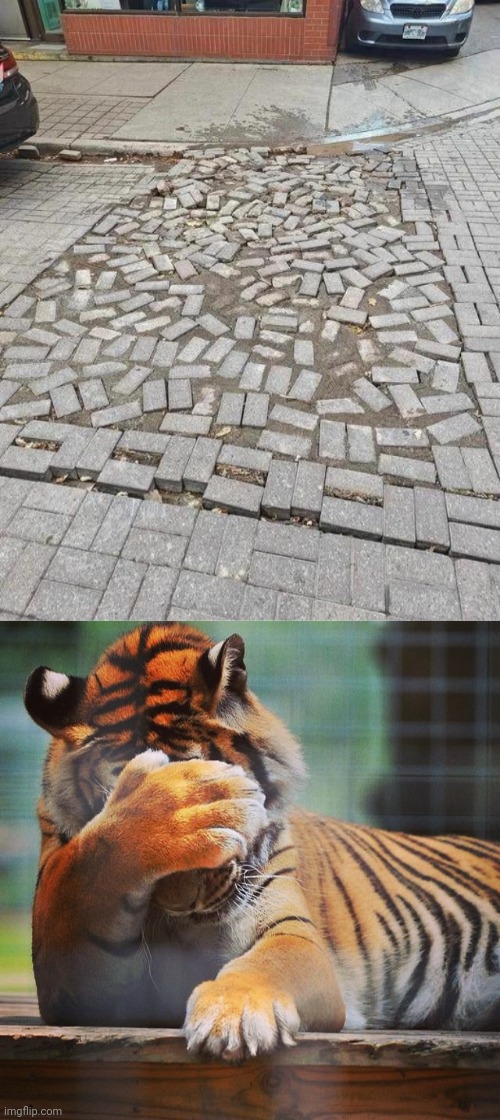 Tiles | image tagged in facepalm tiger,you had one job,memes,tiles,tile,outside | made w/ Imgflip meme maker