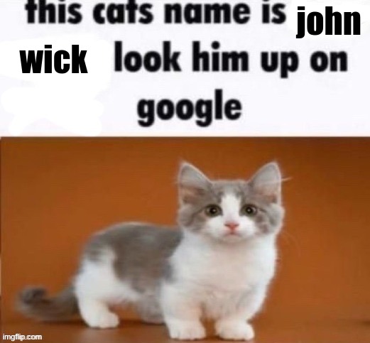 This cat’s name is | john; wick | image tagged in this cat s name is | made w/ Imgflip meme maker