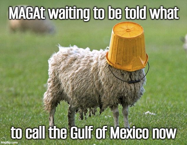 sheeple are MAGAts... | MAGAt waiting to be told what; to call the Gulf of Mexico now | image tagged in stupid sheep,maga,sheeple,stupid people,special kind of stupid,stupid people be like | made w/ Imgflip meme maker