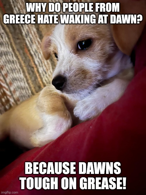 Dawg in the know | WHY DO PEOPLE FROM GREECE HATE WAKING AT DAWN? BECAUSE DAWNS TOUGH ON GREASE! | image tagged in bad pun dog,dad joke dog,cute dogs,funny dogs | made w/ Imgflip meme maker