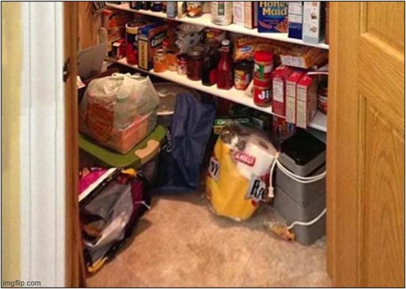 Spot The Cat | image tagged in cats,hidden | made w/ Imgflip meme maker