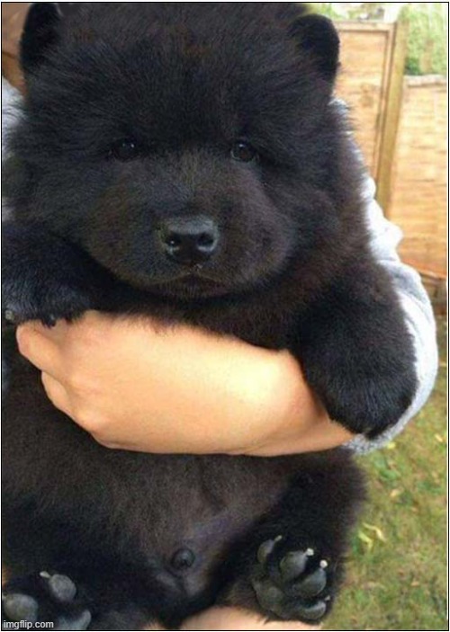 Chow Chow Pup Or Bear Cub ? | image tagged in dogs,chow chow,bear cub | made w/ Imgflip meme maker