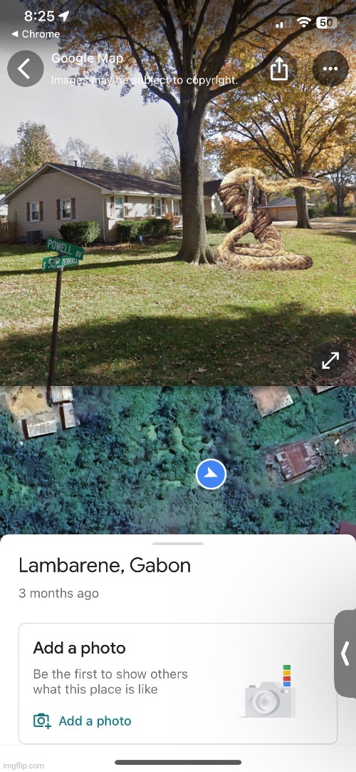 Massive snake in Gabon, apparently | made w/ Imgflip meme maker