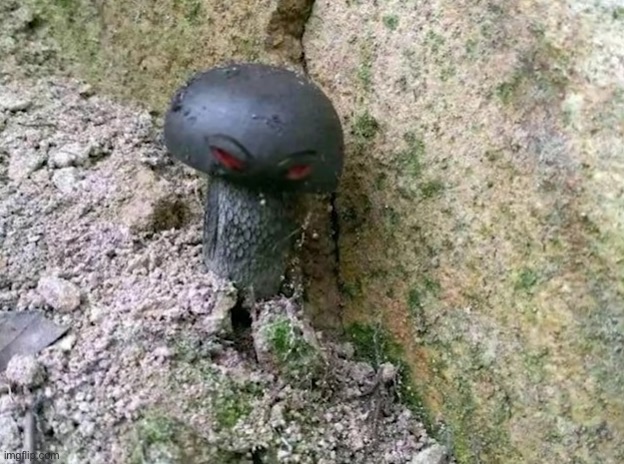 irl doomshroom | image tagged in irl doomshroom | made w/ Imgflip meme maker