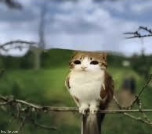 Owl Cat | image tagged in owl cat | made w/ Imgflip meme maker