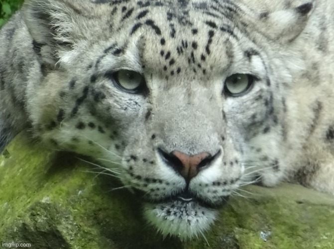 Snow Leopard | image tagged in snow leopard | made w/ Imgflip meme maker